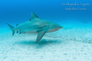 Bullshark in the sand, Playa del Carmen Mexico by Alejandro Topete 